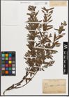 Foto von Salix L.